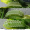 celas argiolus larva3 volg